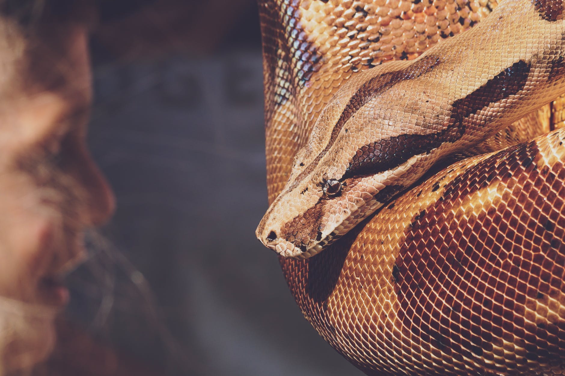 close up photo of reticulated python