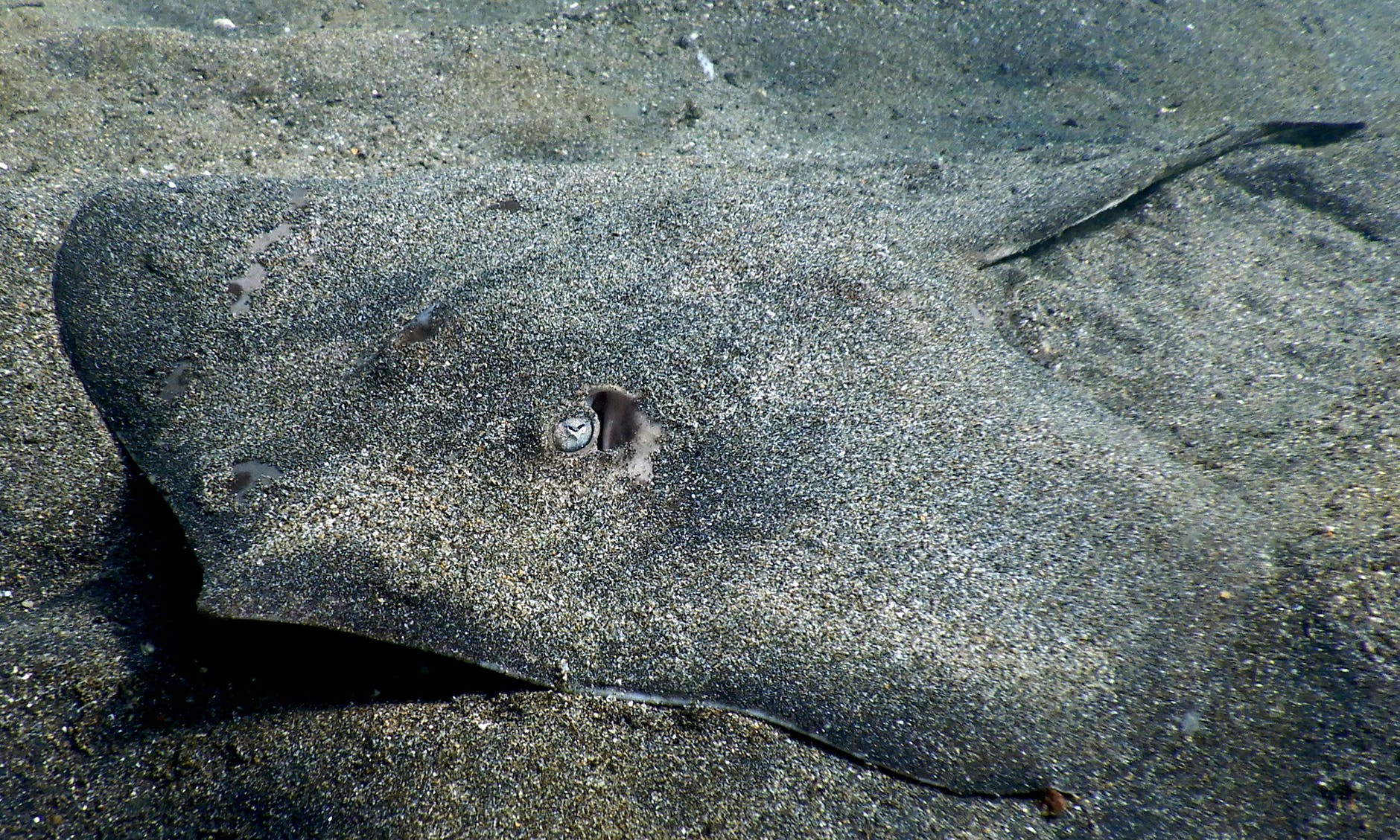 southern stingray
